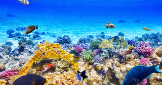 Australian tourism and pollution