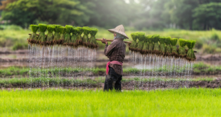 CEIC Data - Indonesia cost of rice - economic retail data