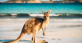 CEIC Data - Australia Livestock production - economic statistics