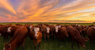 exportação de carne in natura