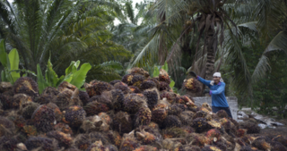 Malaysia's crude palm oil production from 1984 to July 2019