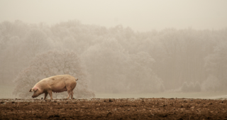 The pork prices rebounded in June and July after three consecutive months of decline.