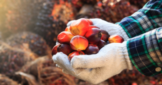 CEIC Leading Indicator: Palm Oil Prices Worsen Indonesia’s Economic Outlook
