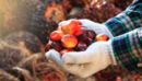 CEIC Leading Indicator: Palm Oil Prices Worsen Indonesia’s Economic Outlook
